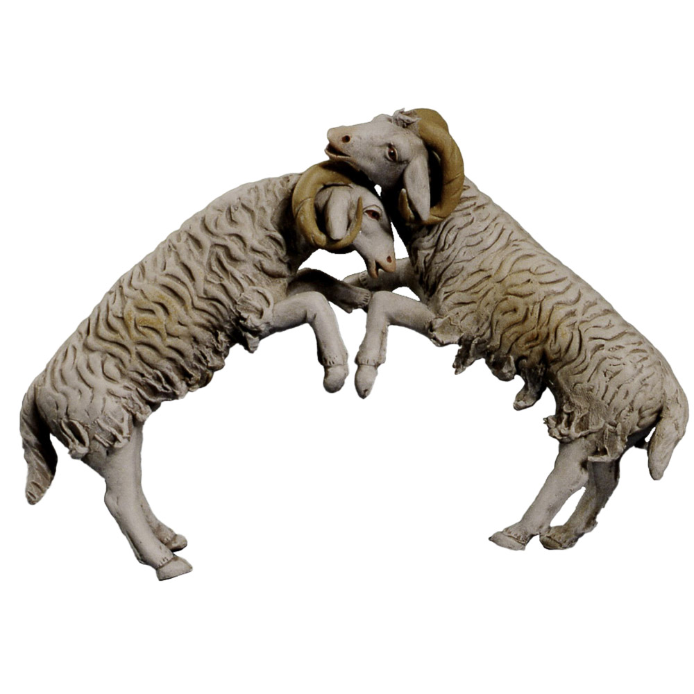 Corderos top�ndose